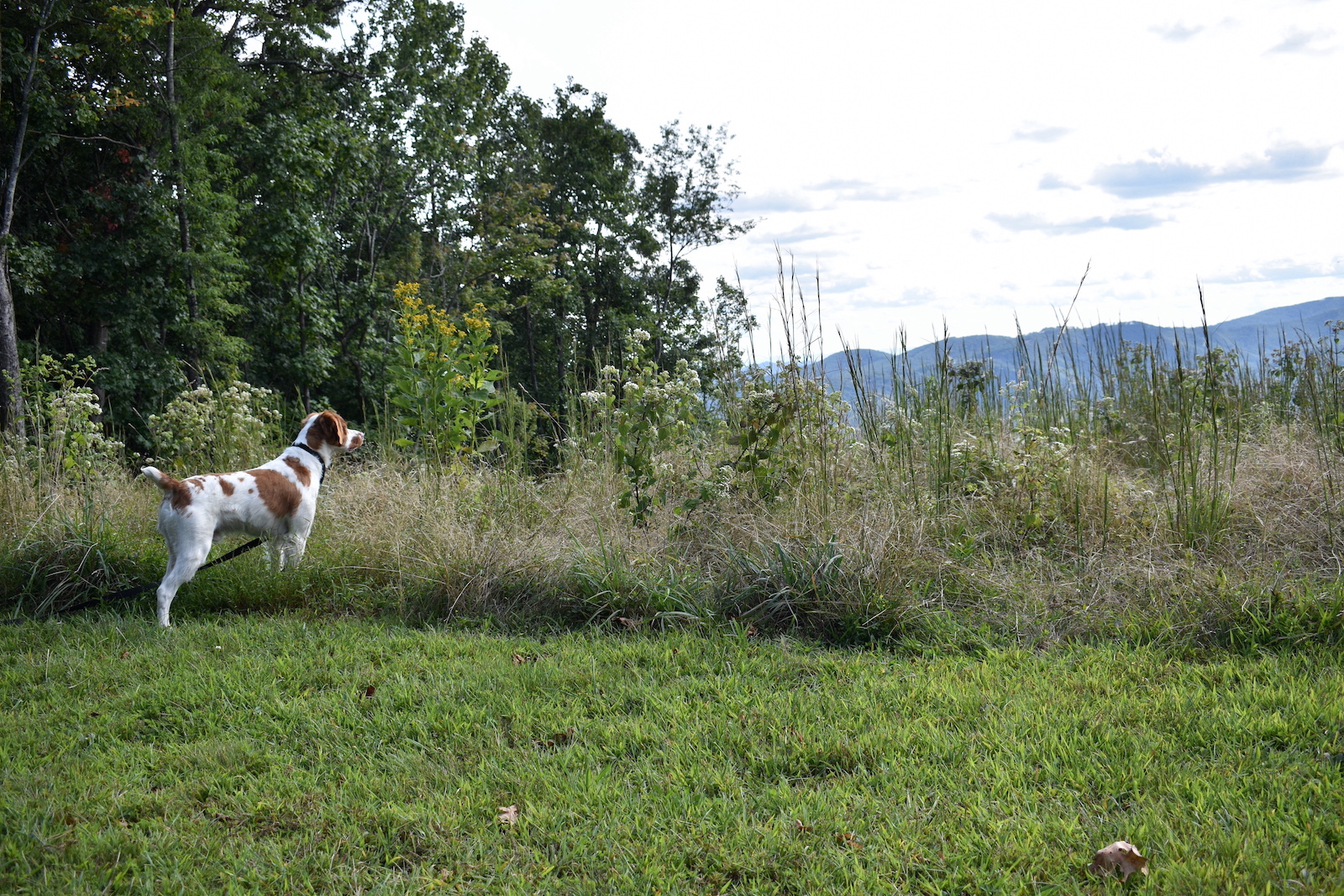 Django, my Brittany dog